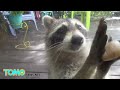 Cute talaga as in! Raccoon kumatok sa bahay upang humingi ng pagkain - TomoNews