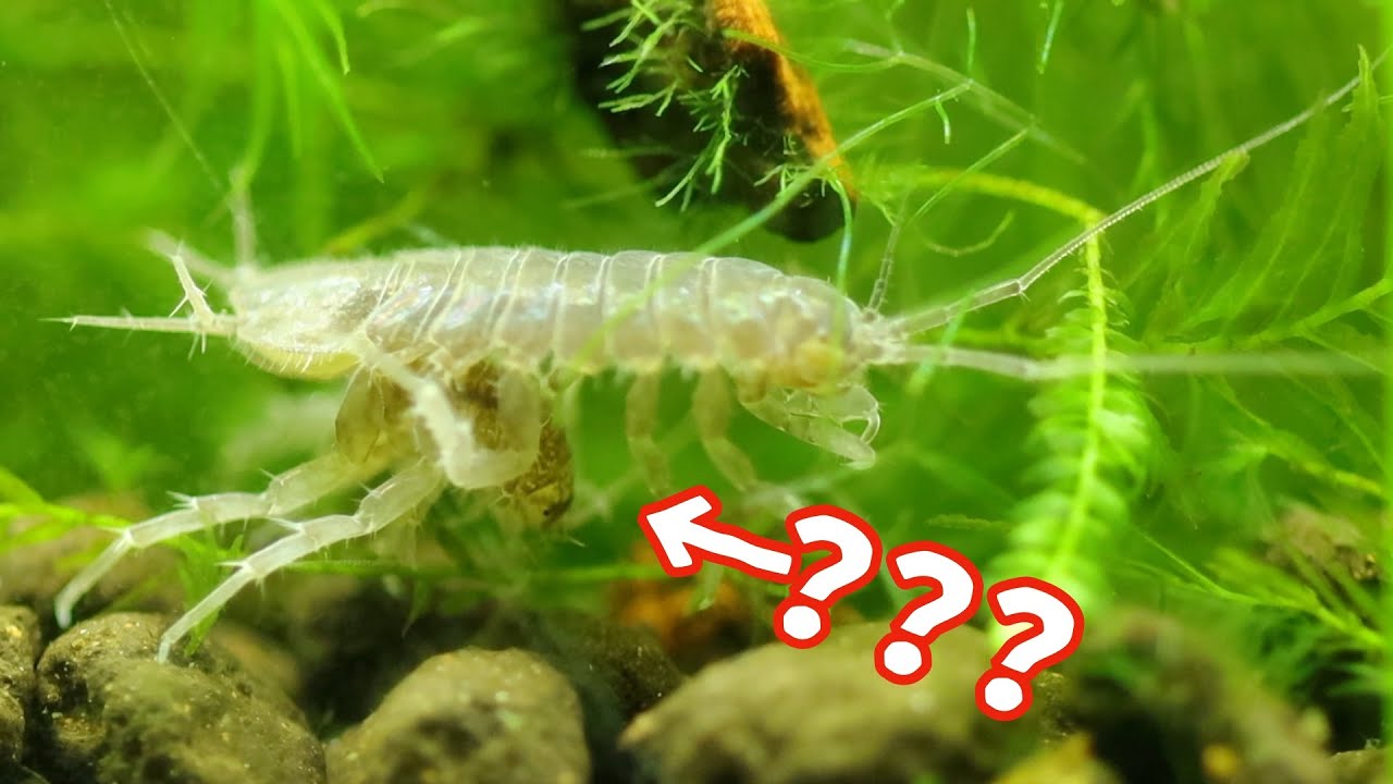 水生生物観察 奇妙な生物 水ゲジを超観察してみた Youtube