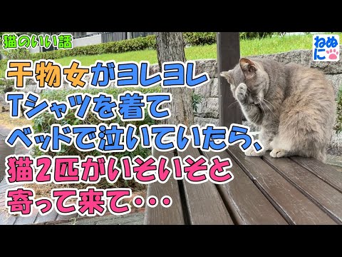 ねこぬこにゃんこ - YouTube