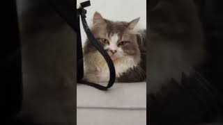 trend cat kucing shortvideo kuc kucinglucu subscribe bye mycat bye2021 myca