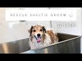 Rescue Sheltie Full Groom! | Mobile Pet Groomer