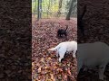 Liebe #tiktok #labrador #igel #dog #puppy #tierliebe #tierwelt #doglife #labradorretriever