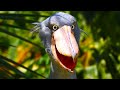 Shoebill stork  prehistoric dinosaur looking bird