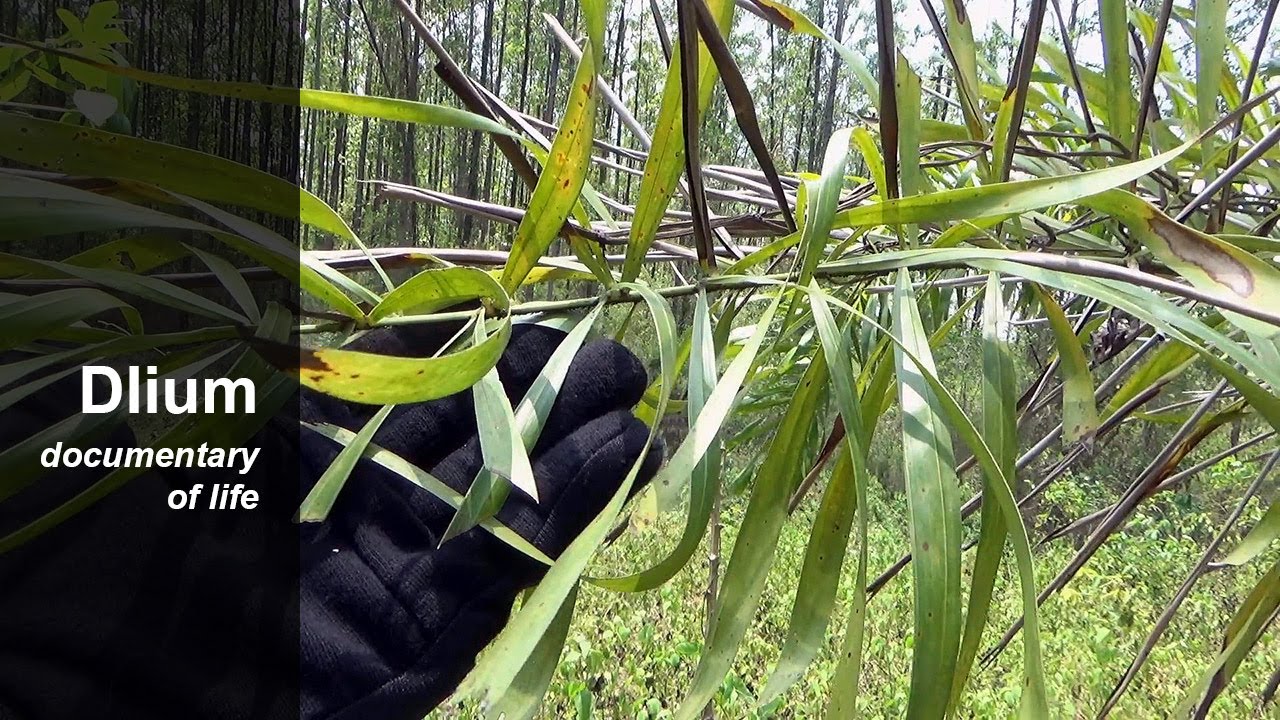 Foxtail palm (Wodyetia bifurcata)