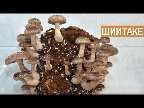 Видео: Можно ли выращивать грибы шиитаке в помещении? Советы по выращиванию грибов шиитаке