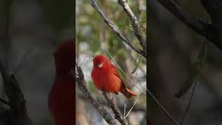 Download Lagu Ever Seen this Red Bird? Beautiful Summer Tanager MP3