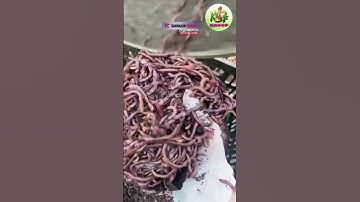 Vermicomposting 101: Turn Waste into Rich Soil for Healthier Crops!