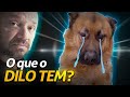 LEVEI O MEU PASTOR ALEMÃO DILO AO VETERINÁRIO! | A CASA DOS BICHOS