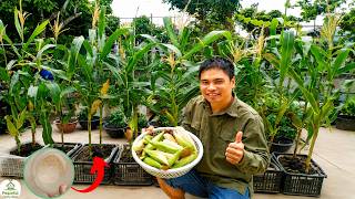 From Seed to Harvest: Growing Corn in Plastic Boxes