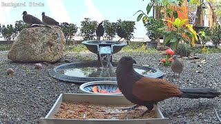 🔴 LIVE 4K Backyard Bird Feeder & Wild Animal Cam - Relaxing Music - Phuket Thailand