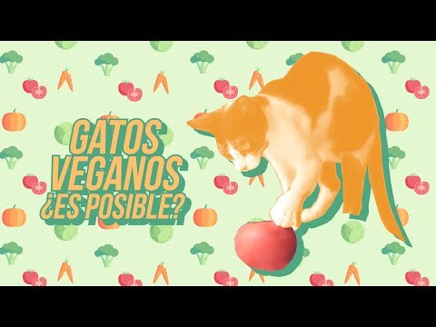 Vídeo: El Gato Y La Dieta Vegetariana