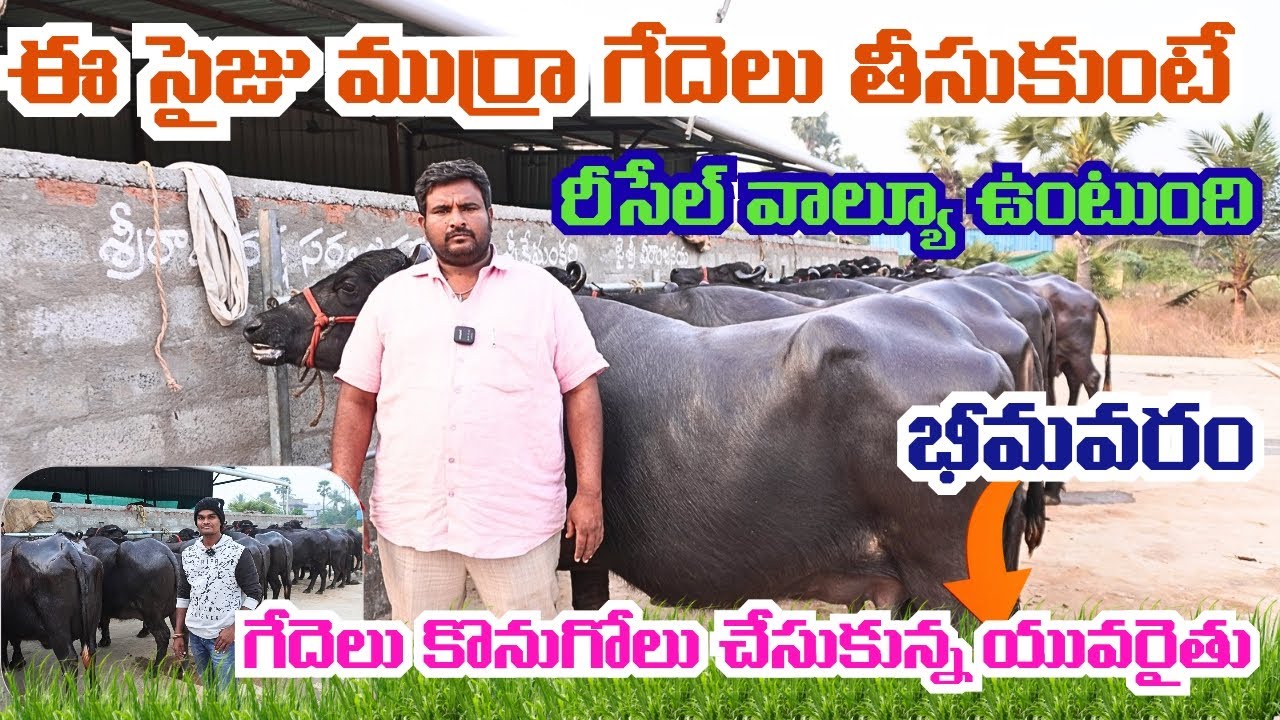 గుడ్ సైజు, క్వాలిటీ ముర్రా గేదె తీసుకుంటే రీసేల్ విలువ ఉంటుంది | Bhimavaram Farmer Purchased Buffalo