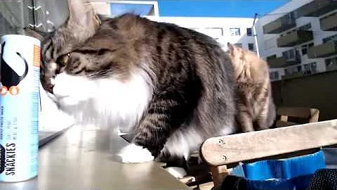 Video 344431: siberian cat enjoying, cat enjoying sun