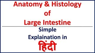 Anatomy and Histology of Large Intestine Simple Explaination in Hindi | Bhushan Science