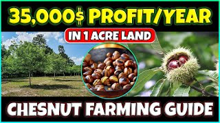 Chesnut Farming | Growing Chestnuts as a Cash Crop | Chestnut Orcharding