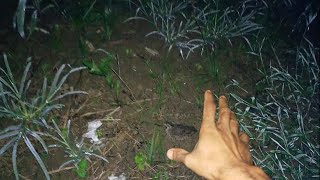 berburu burung puyuh (leto) malam hari // hunting quail (leto) at night