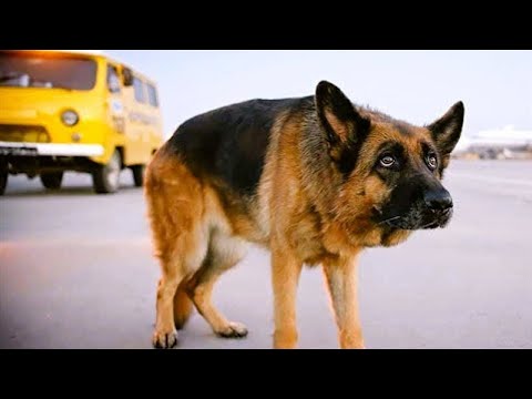 Vídeo: 13 vezes os seres humanos foram para comprimentos extraordinários para mudar vidas de cães este mês