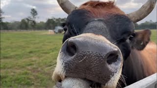 Horses and Longhorn LIVE