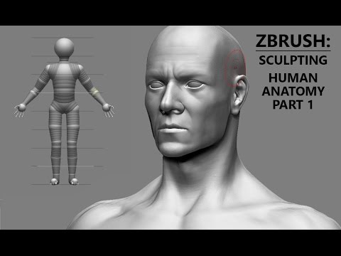 human base mesh zbrush