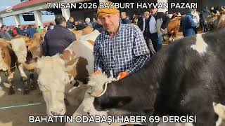 7 Ni̇san 2026 Bayburt Hayvan Pazarikurbanliklar Pazara İnmeye Başladi̇.