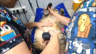 Толстый кот Степа приболел, его отвезли к ветеренару и побрили пузико