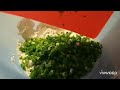 Сискальчики из кукурузной муки