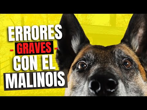 Video: Los 5 principales errores que cometen los dueños de perros pastores alemanes