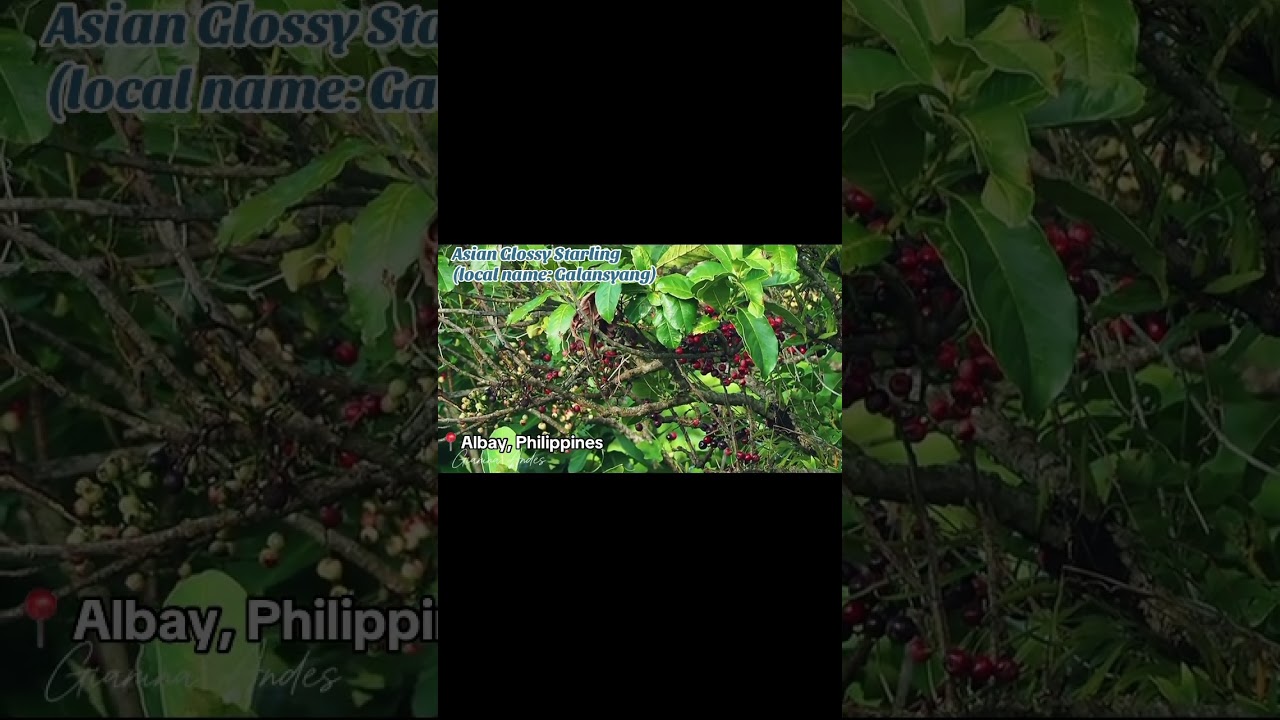 Asian glossy starling fruit picking 
