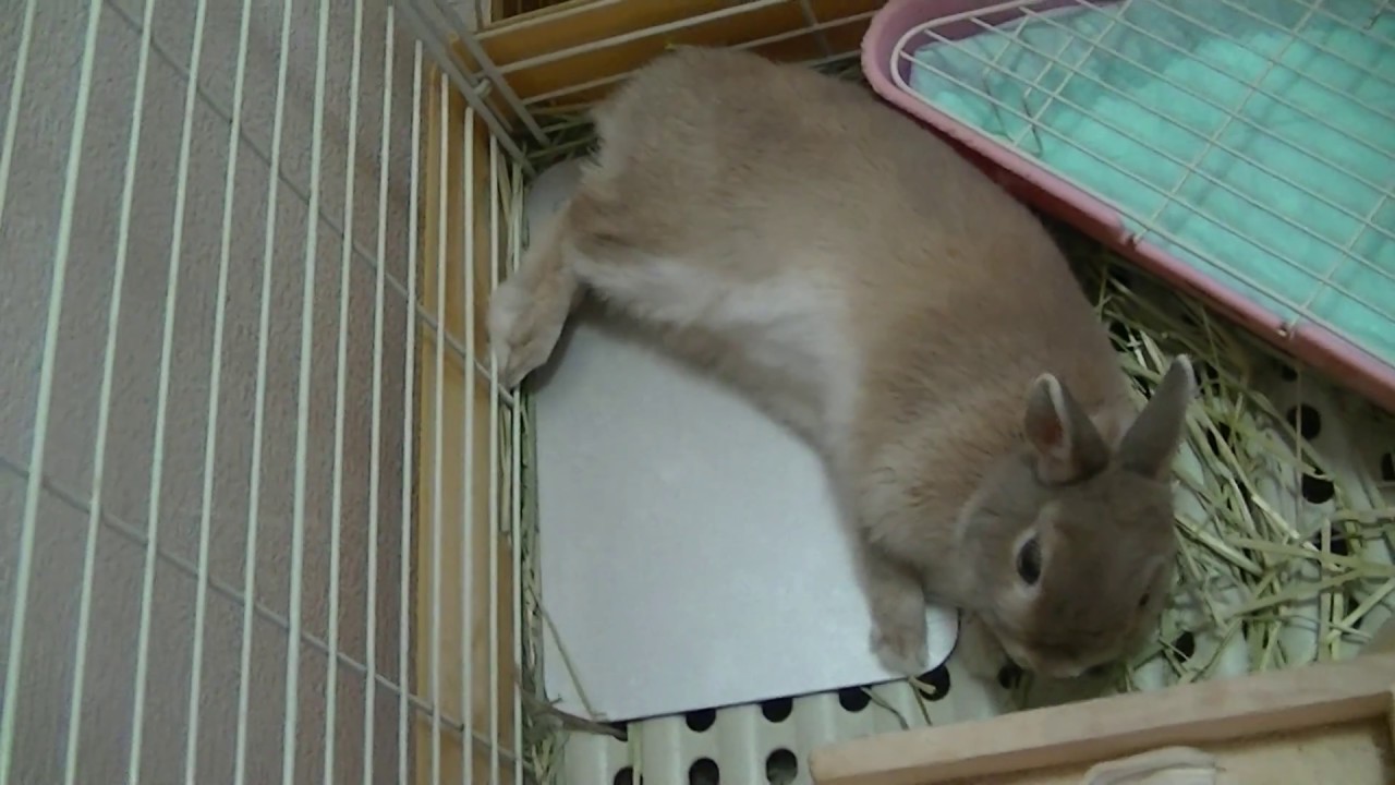 うさぎがトイレで寝る理由とは 汚い行動をやめさせる3つの方法