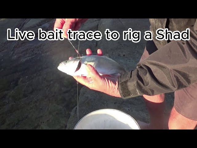 Live bait trace to rig a Shad 