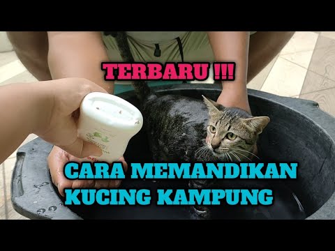 CARA MEMANDIKAN KUCING