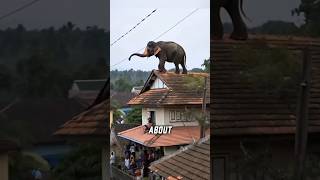 What Happens If an Elephant Steps on You? #Shorts
