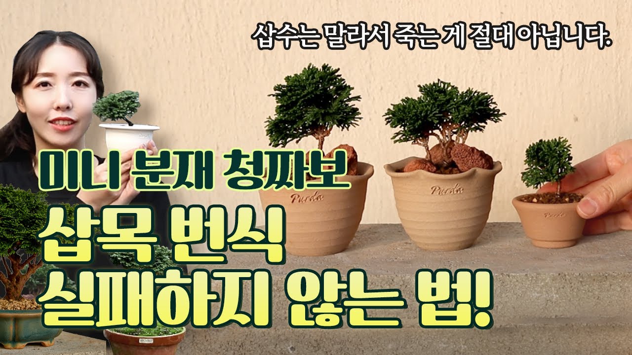 🌱 청짜보 삽목! 이렇게 잘라야 뿌리 발근 제대로 됩니다 😤 나눔까지 할 수 있도록 삽목 번식하는 과정! 모두 보여드릴게요!🤗 | bonsai