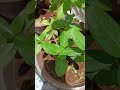 🪴🌿💚#plantcare #gardeningtips #plantcaretips #gamle #gamla #viralshort #garmiyon #ytshorts #shorts