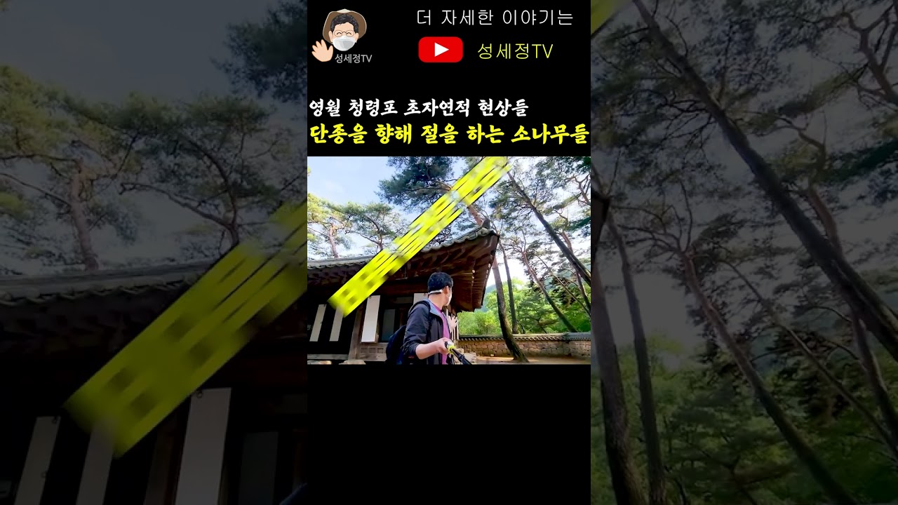 현대 과학으로 도저히 설명 불가능한 초자연적 현상 영월 단종애사 5 #shorts 청령포 단종 어소 단종의 왕릉 장릉에서 나타나는 똑같은 현상