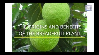 FACTS ABOUT THE ORIGINS AND BENEFITS OF THE BREADFRUIT PLANT