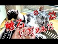 【猫の仕草】ネコがイライラしている時のサイン9選｜ねこの気持ち【保護猫】