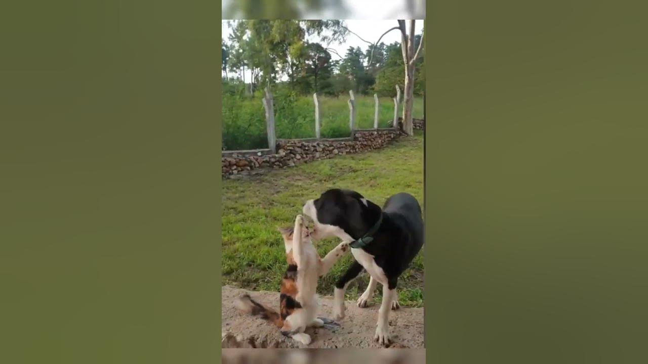are-cats-and-dogs-friends-or-enemies-shorts-cat-dog-trending-youtube