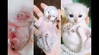 【貓咪生活】救助一隻早產小貓崽