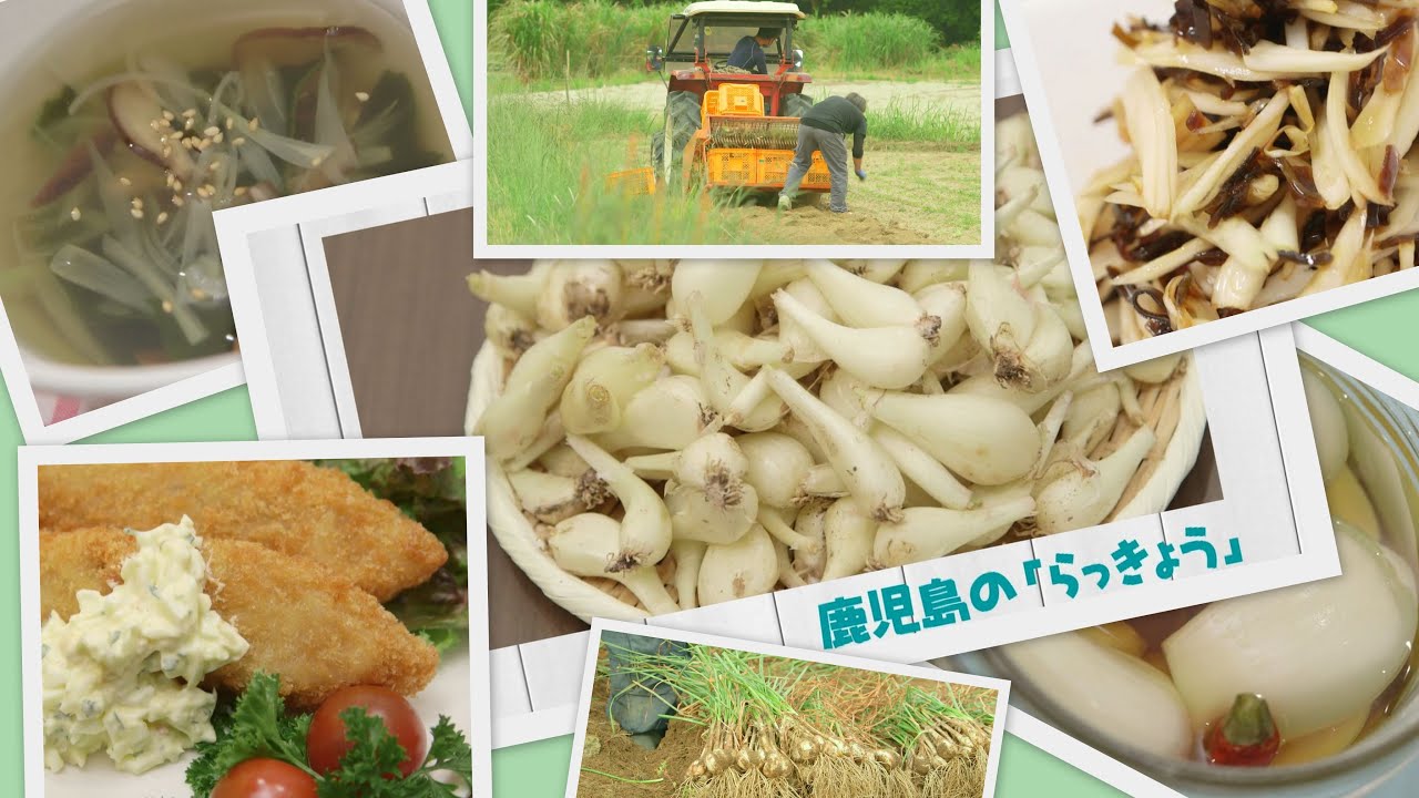 鹿児島の「らっきょう」PV（産地・レシピ紹介） - YouTube