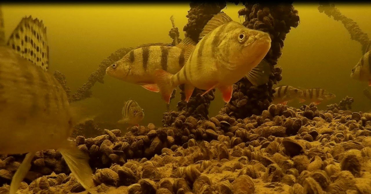 окуни в лесу подводная съемка - YouTube