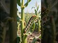 મકાઈમાં Fall Armyworm નિયંત્રણ | Maize Fall Armyworm Control