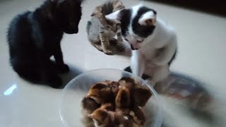 so amazing video cat's  wroking