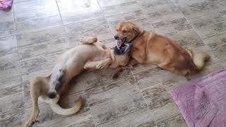 Amazing friendship between two disabled dogs by Sabai Dog 1,944 views 3 years ago 5 minutes, 27 seconds