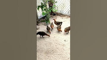 mái tơ🐓#thứcgàrừng86 #gàrừngtaitrắng #gàrừngrặc