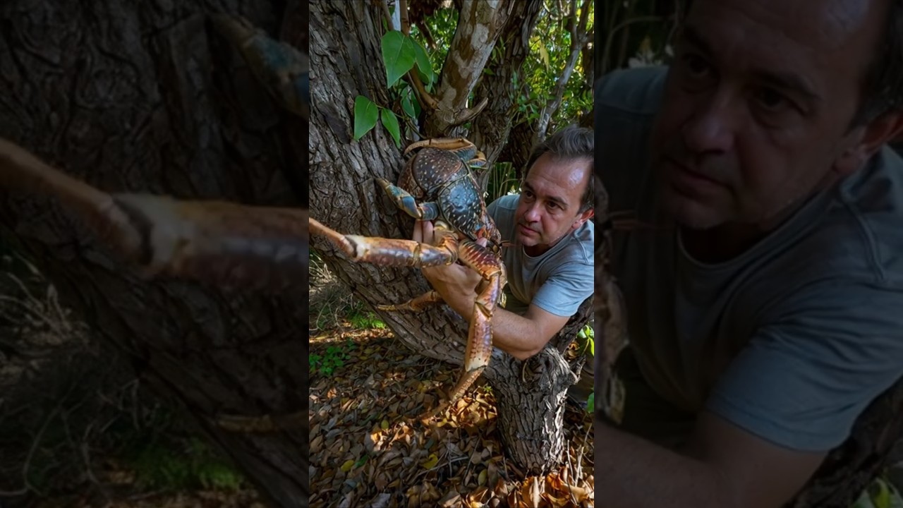A giant coconut crab climbing on the tree to escape.