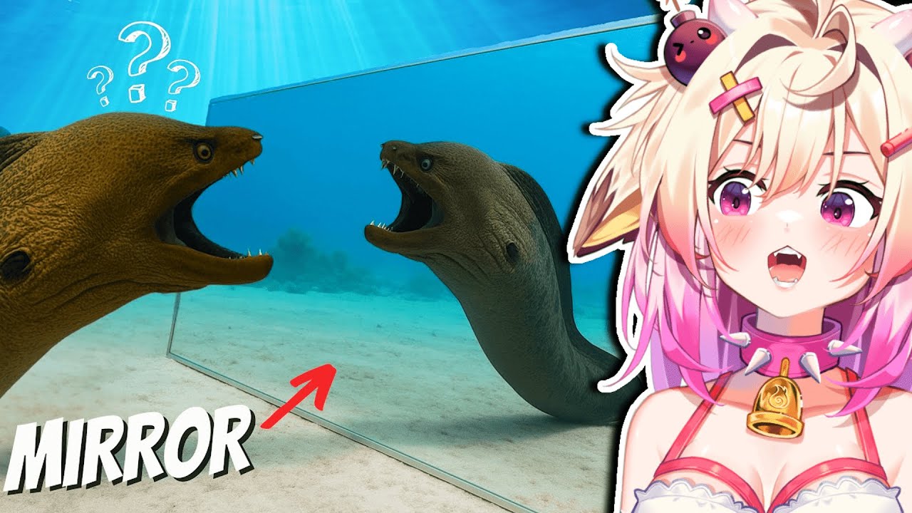 Sea Creatures Vs. Giant Mirror! | Rosiebellmoo Reacts