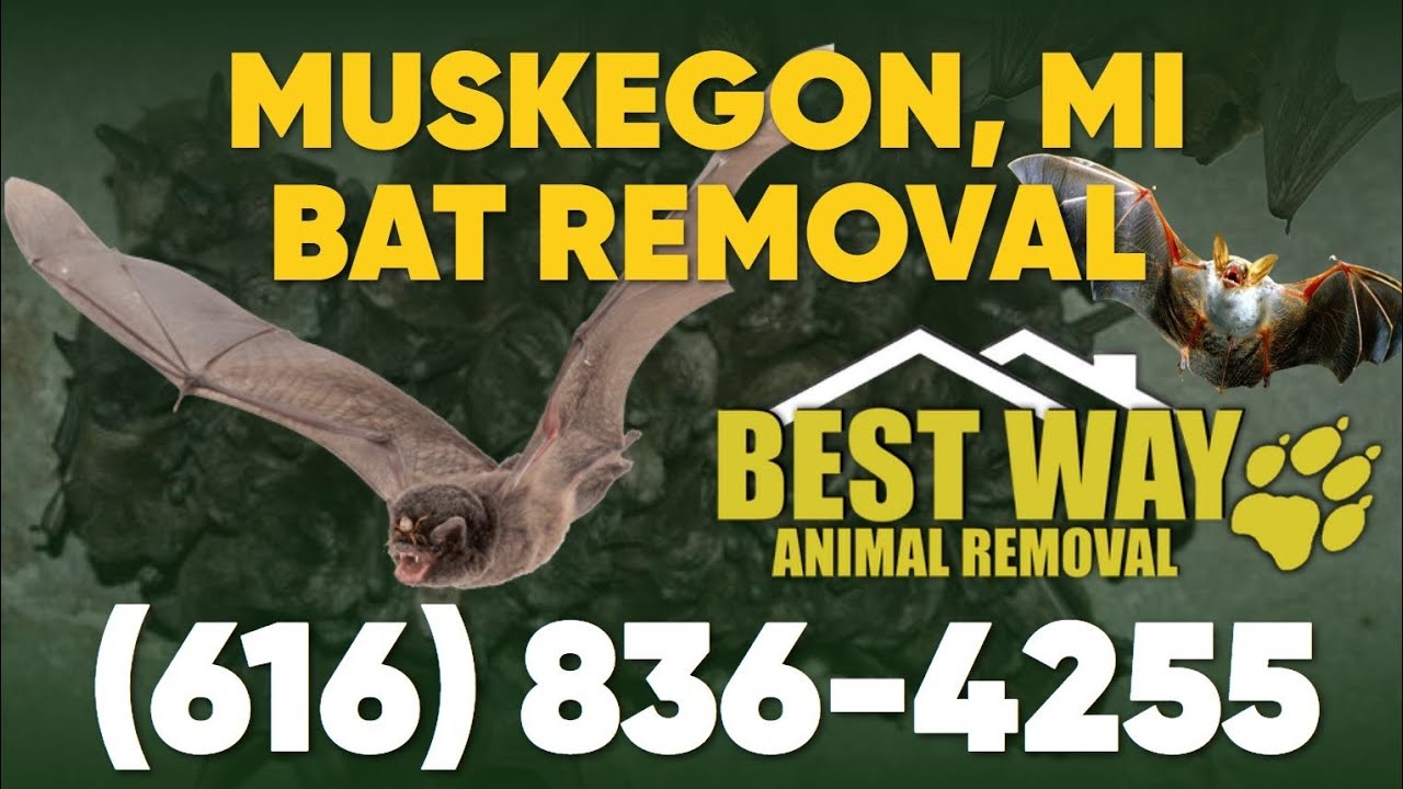 🦇 Muskegon Bat Removal Service 📞 (616) 836-4255 🐾 Best Way Animal Removal, Holland, MI