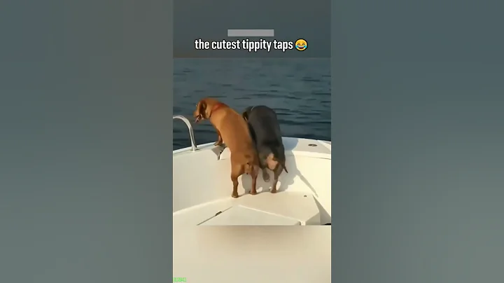 Video 11101771: funny cat talking, funny cat jumping