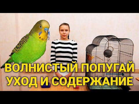 Волнистый попугай - уход и содержание. Как ухаживать за волнистыми попугаями?